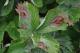 Phomopsis leaf blight (Strang, UKY)
