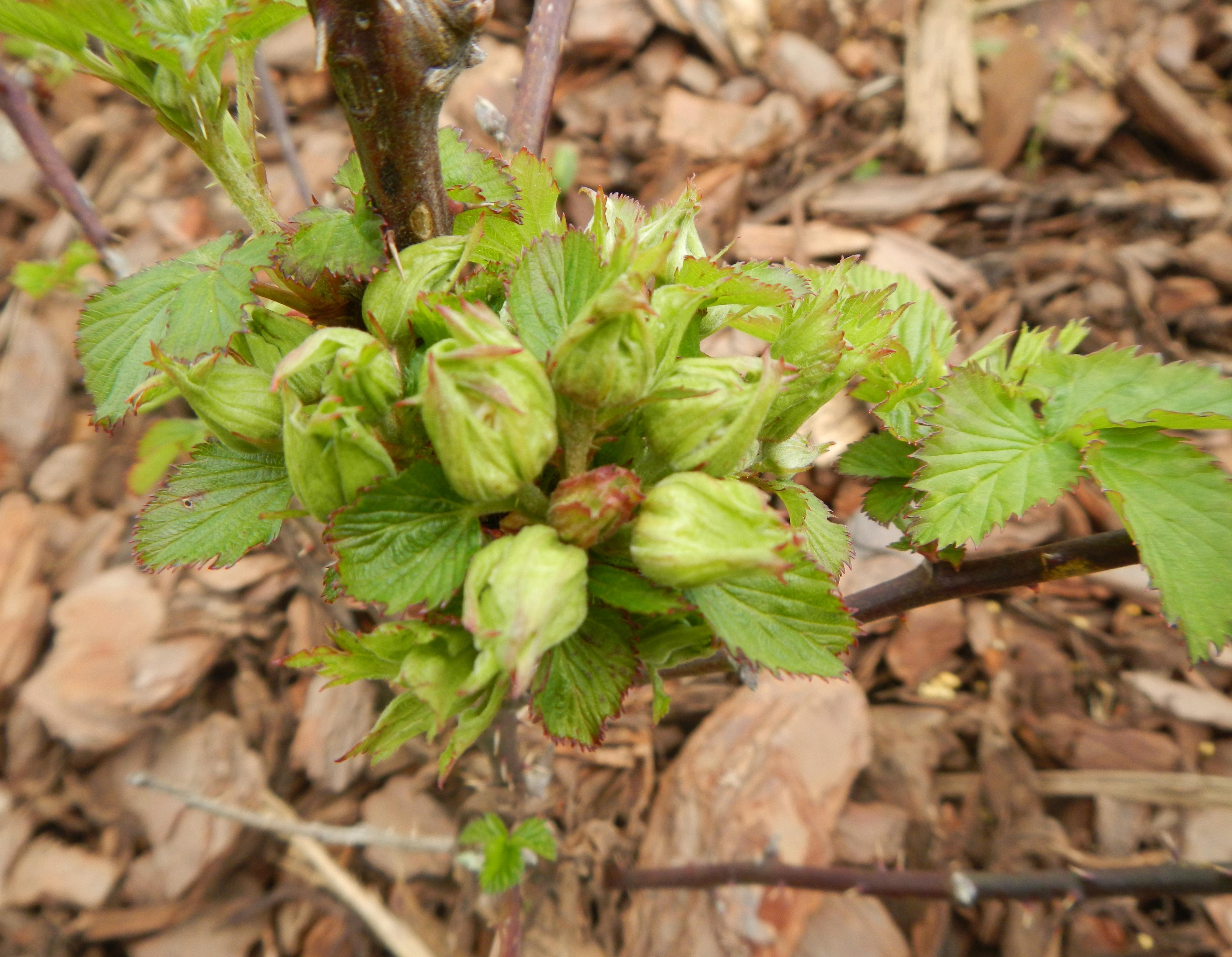 Double blossom affecting blossoms. 