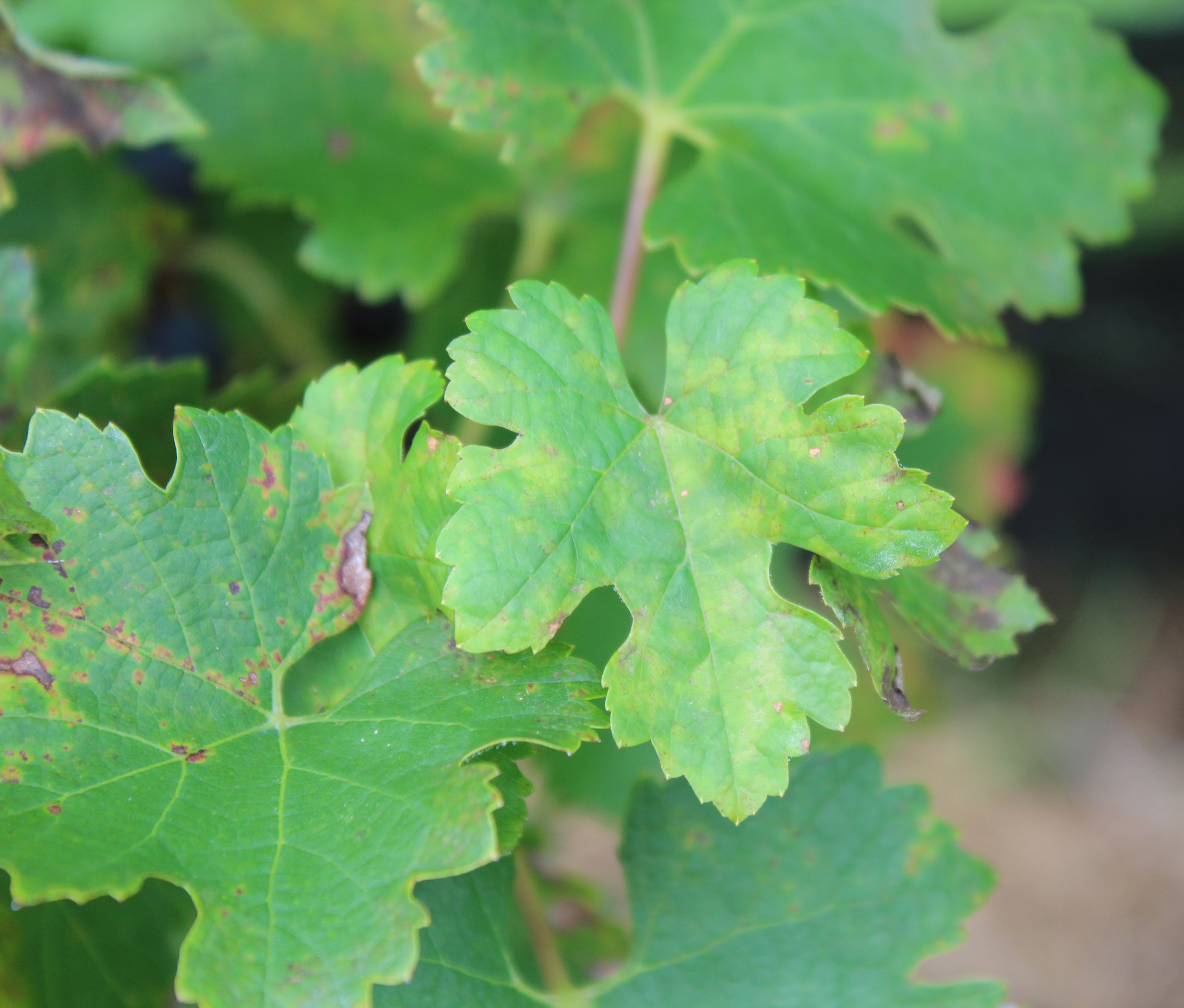 Downy mildew early symptoms on upper leaf surface. (Julie Beale, University of Kentucky)