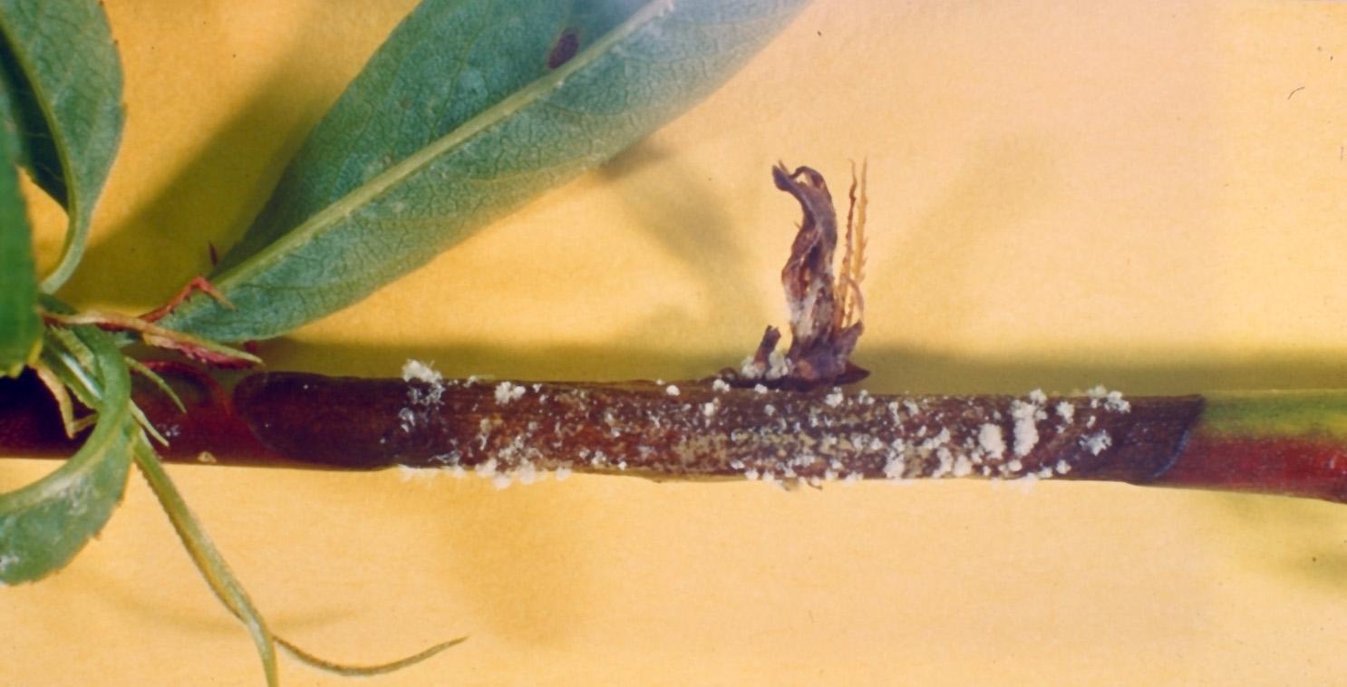 Brown rot twig blight resulting from blossom infection. 