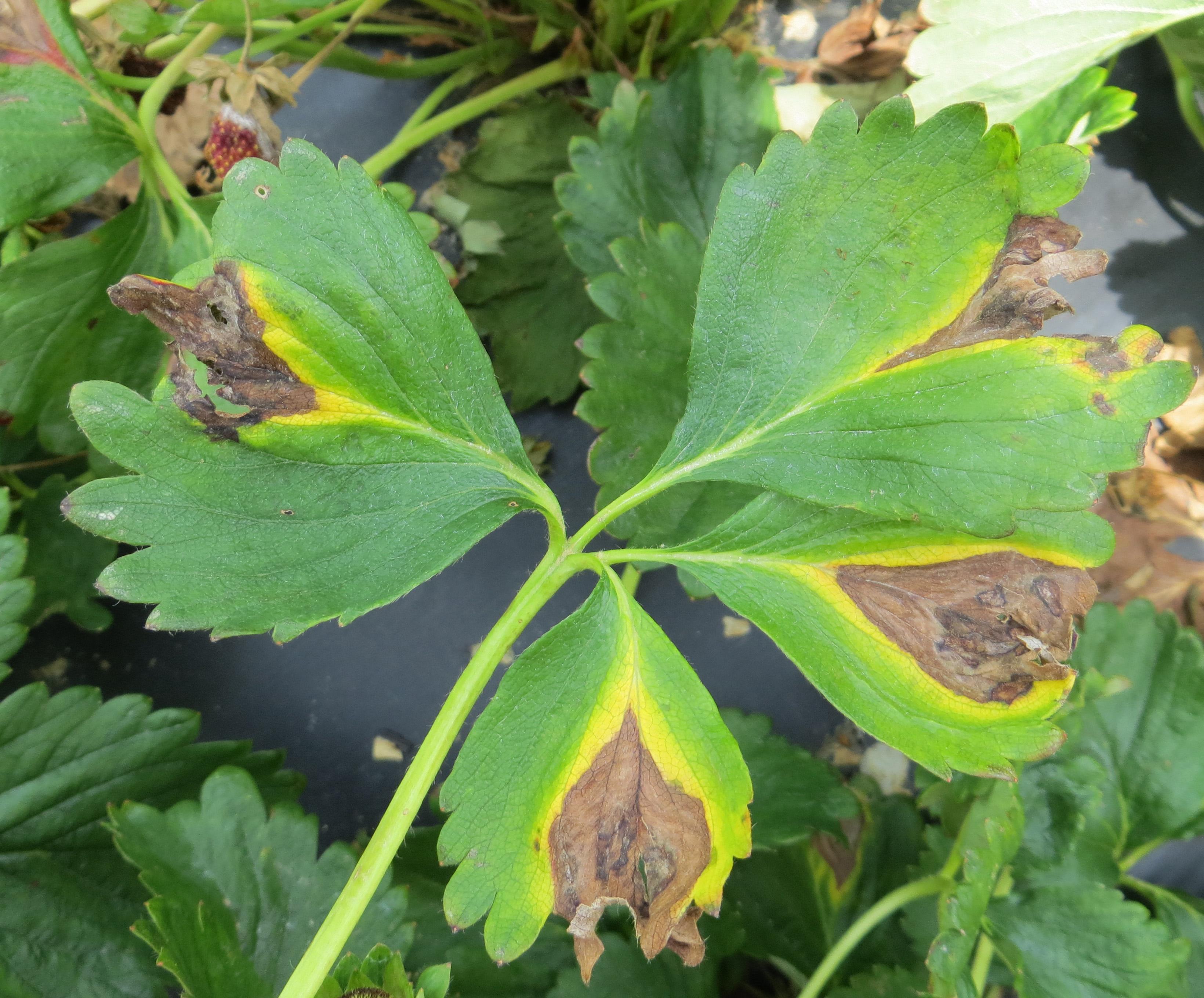 Phomopsis leaf blight (Koehler, NCSU Cooperative Extension)