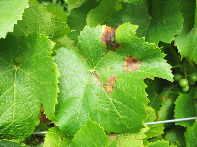 Downy mildew necrotic leaf spots. 