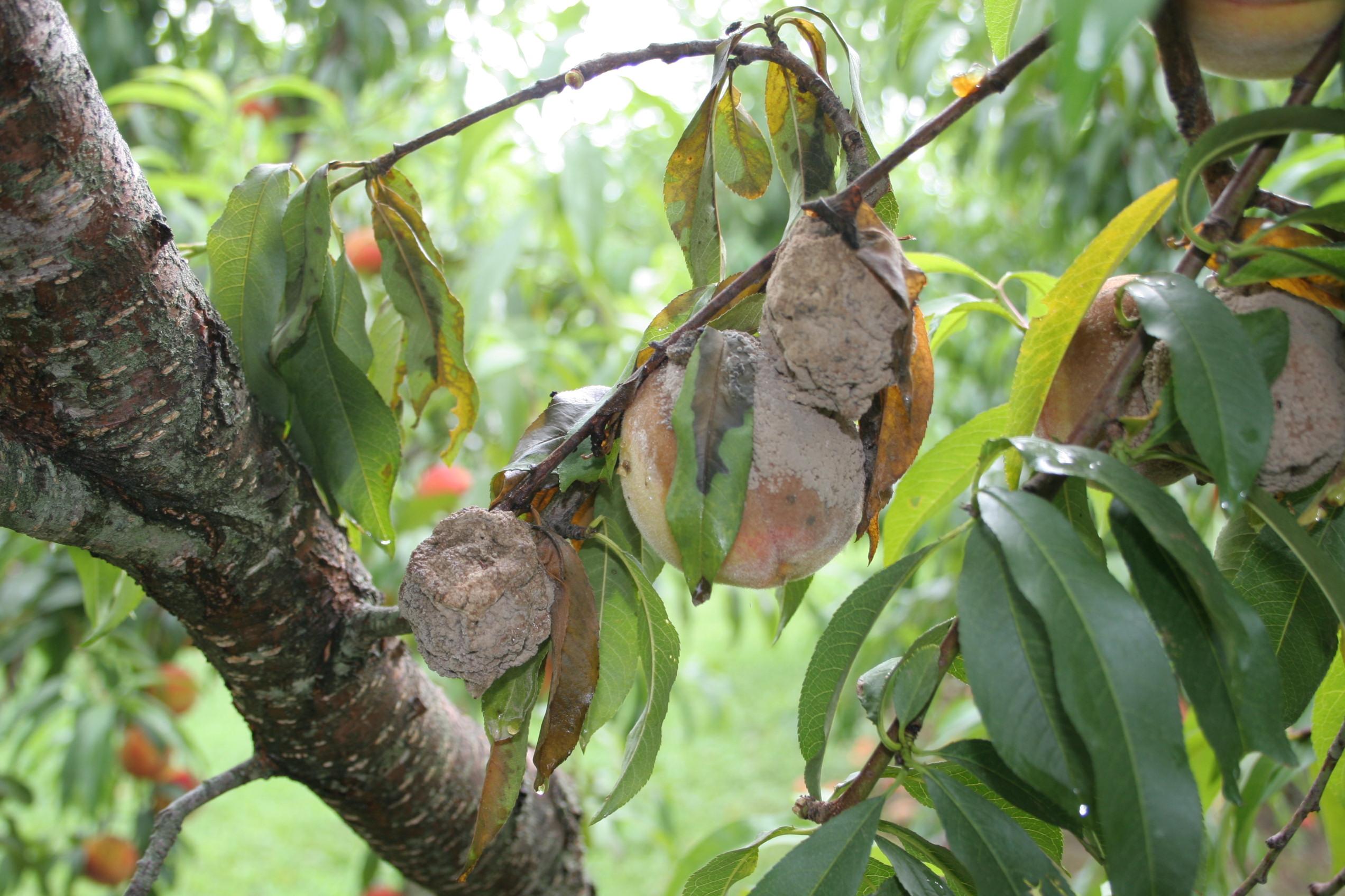 Brown rot blossom blight fruit infections expand rapidly to encompass entire fruit. 