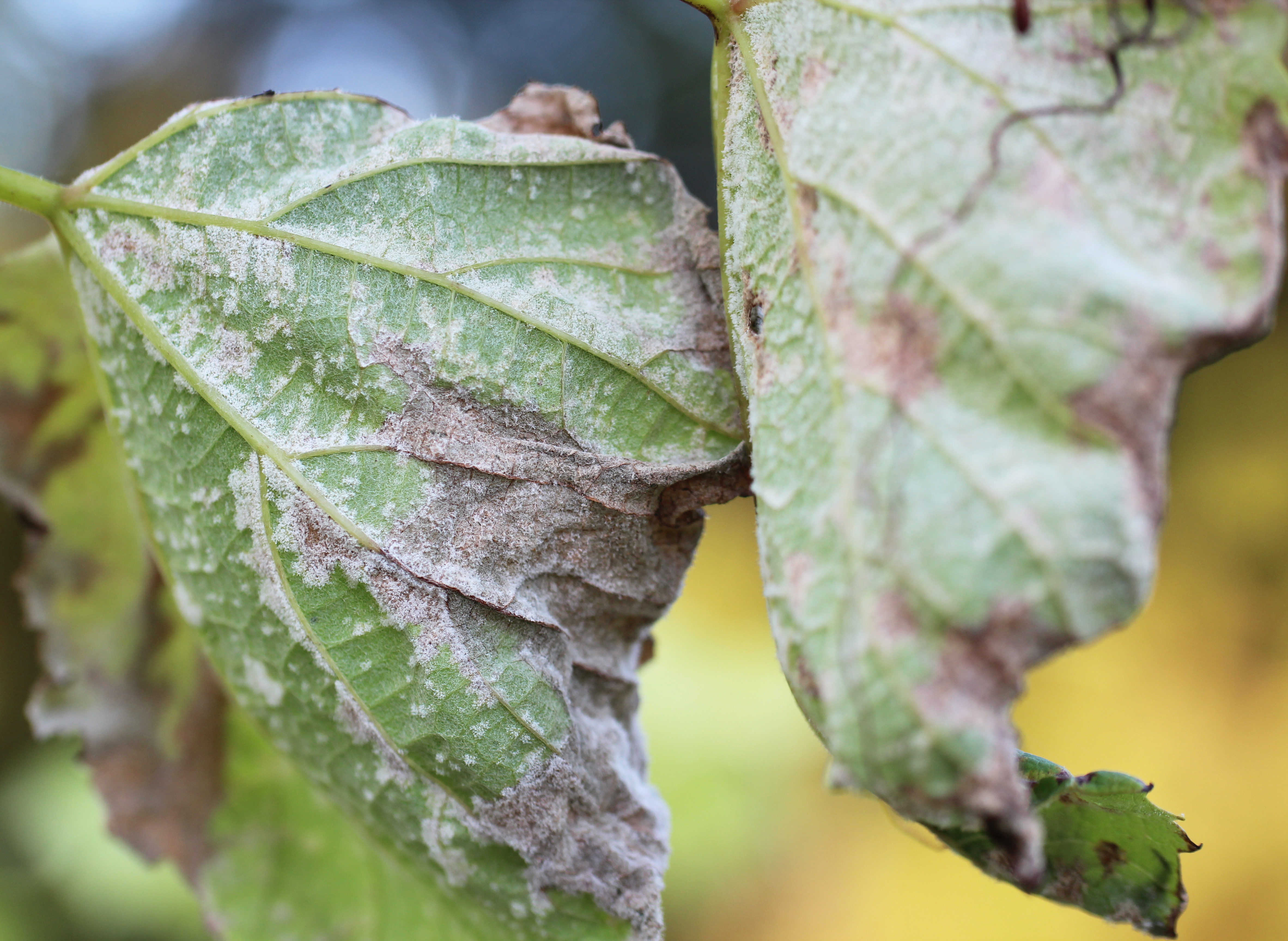 Downy mildew growth on under surface of leaves.  