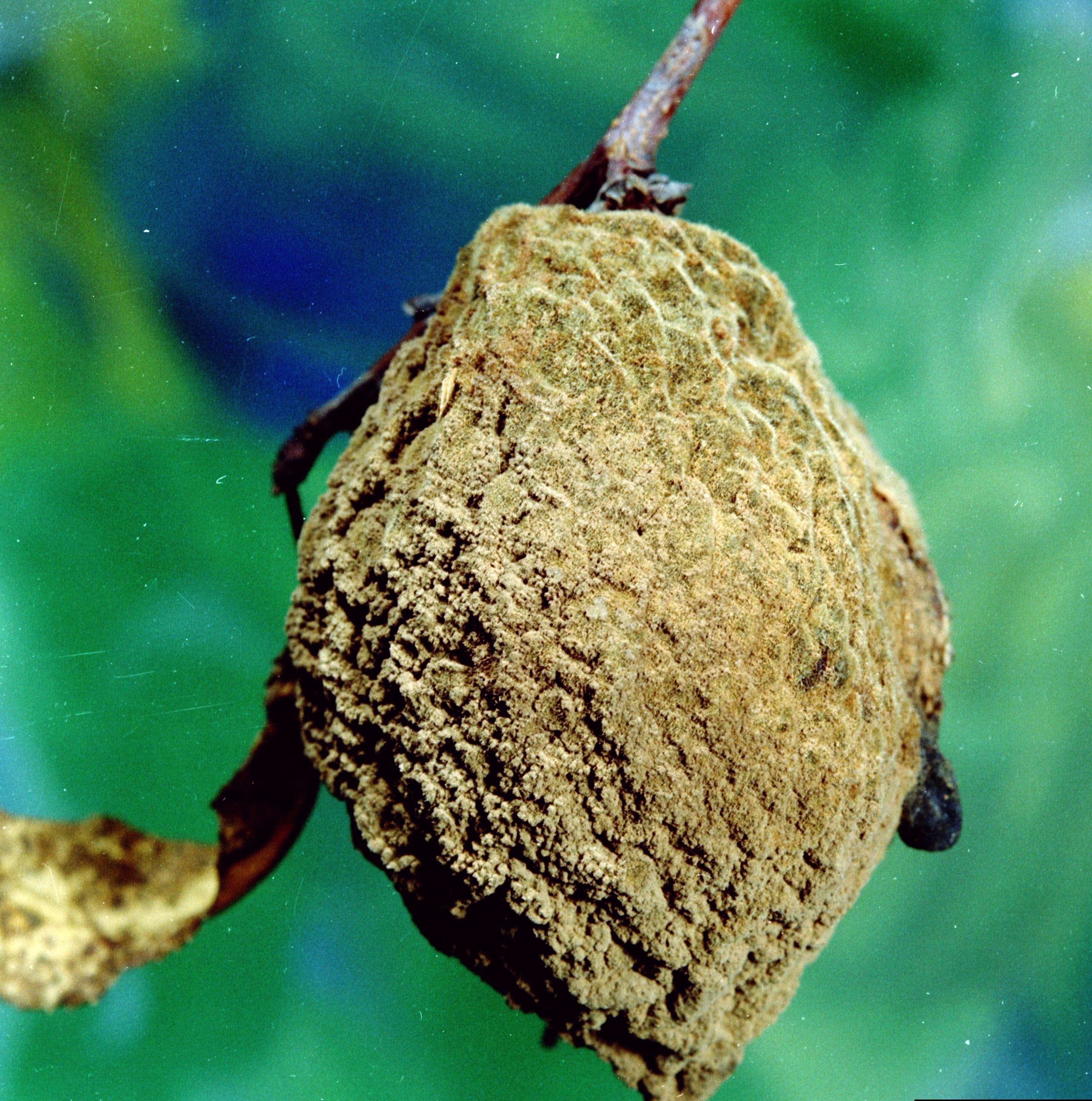Infected fruit become covered with fungal sporulation. 
