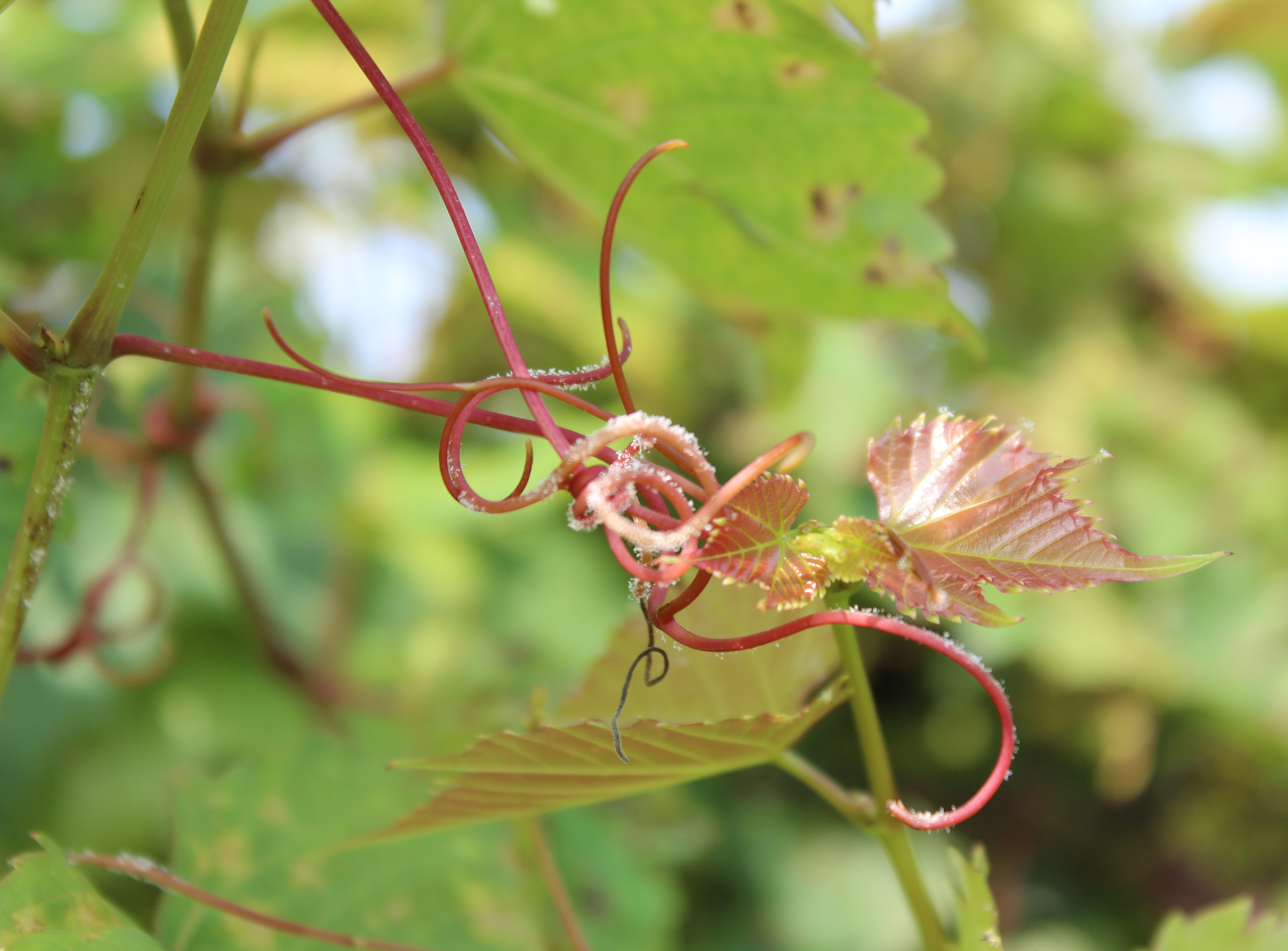 Downy mildew growth on tendrils. 