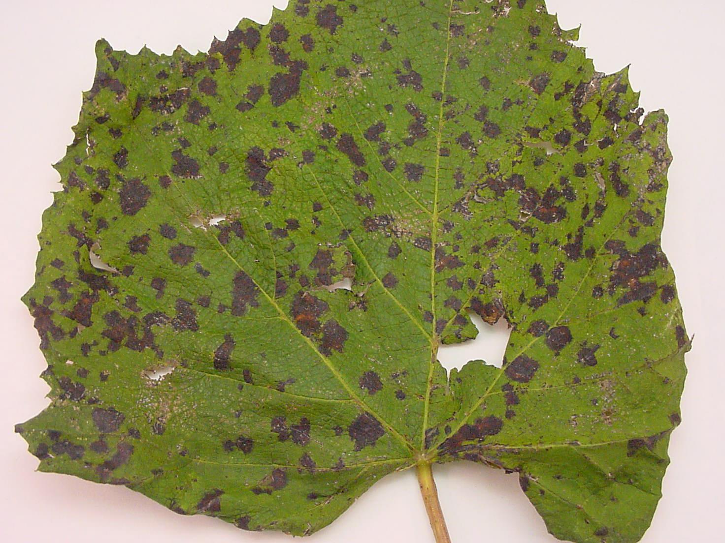 Leaf spots