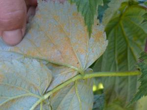 Late leaf rust pustules on undersides of leaves. 