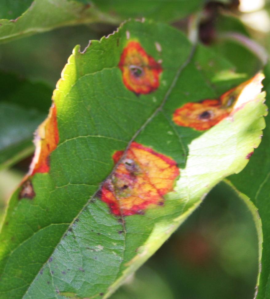 Cedar-apple rust on upper leaf surface (Strang, UKY)