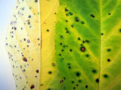 Cherry leaf spot lesions. 