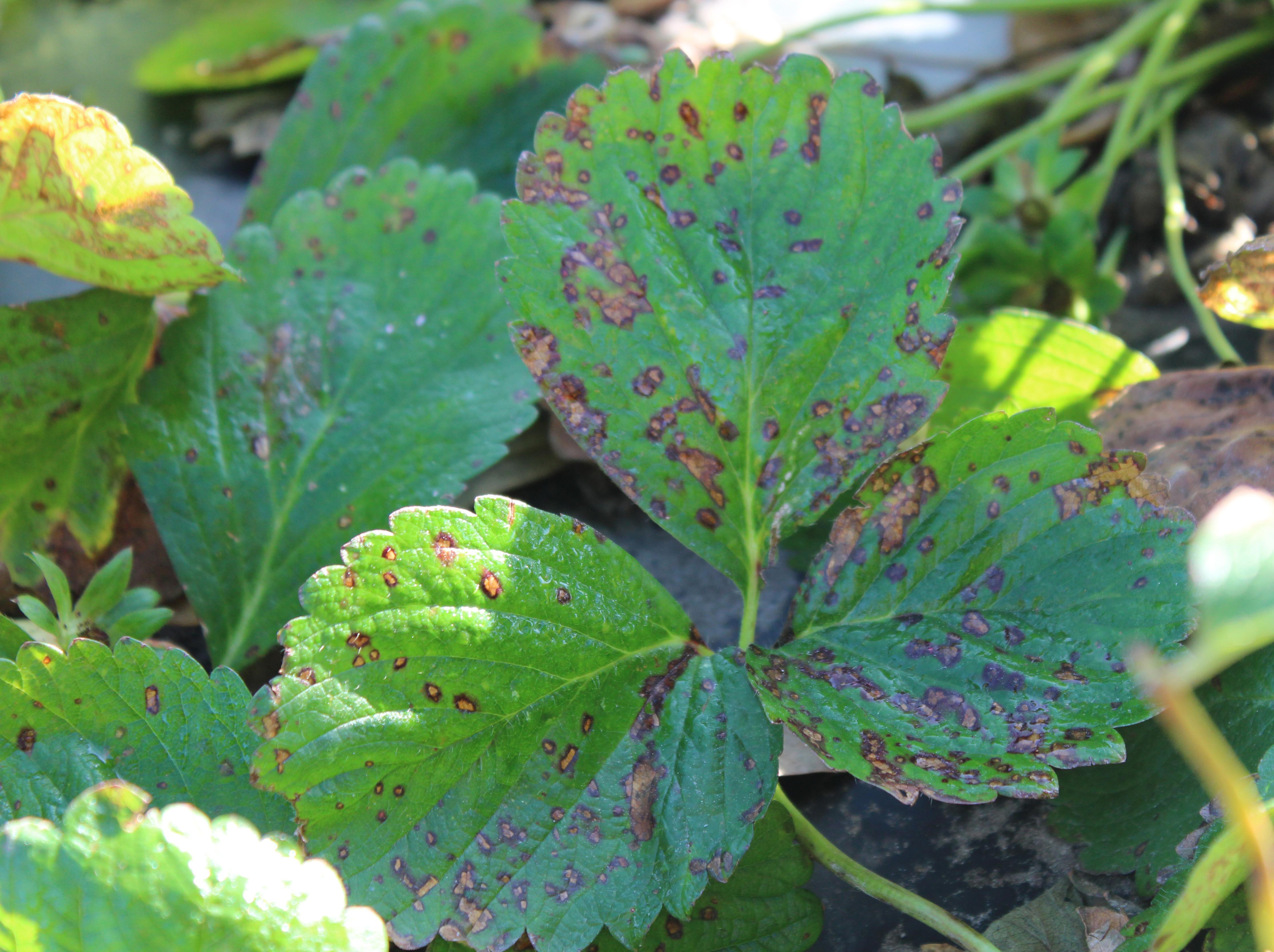 Strawberry leaf spot (Gauthier, UKY)