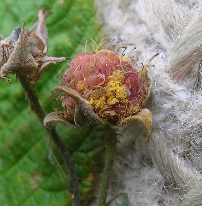 Late leaf rust on raspberry fruit. 