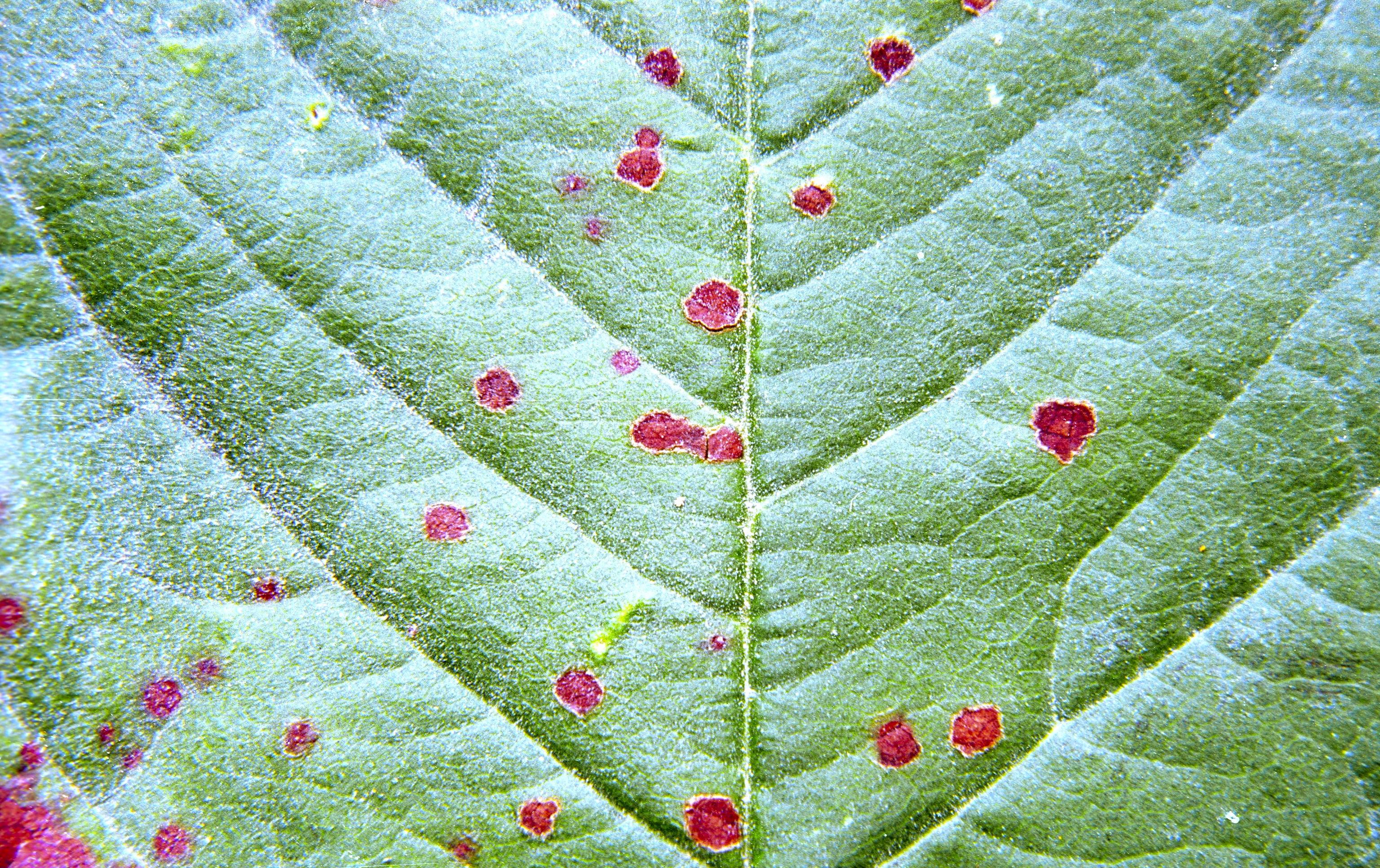 Cherry leaf spot lesions. 