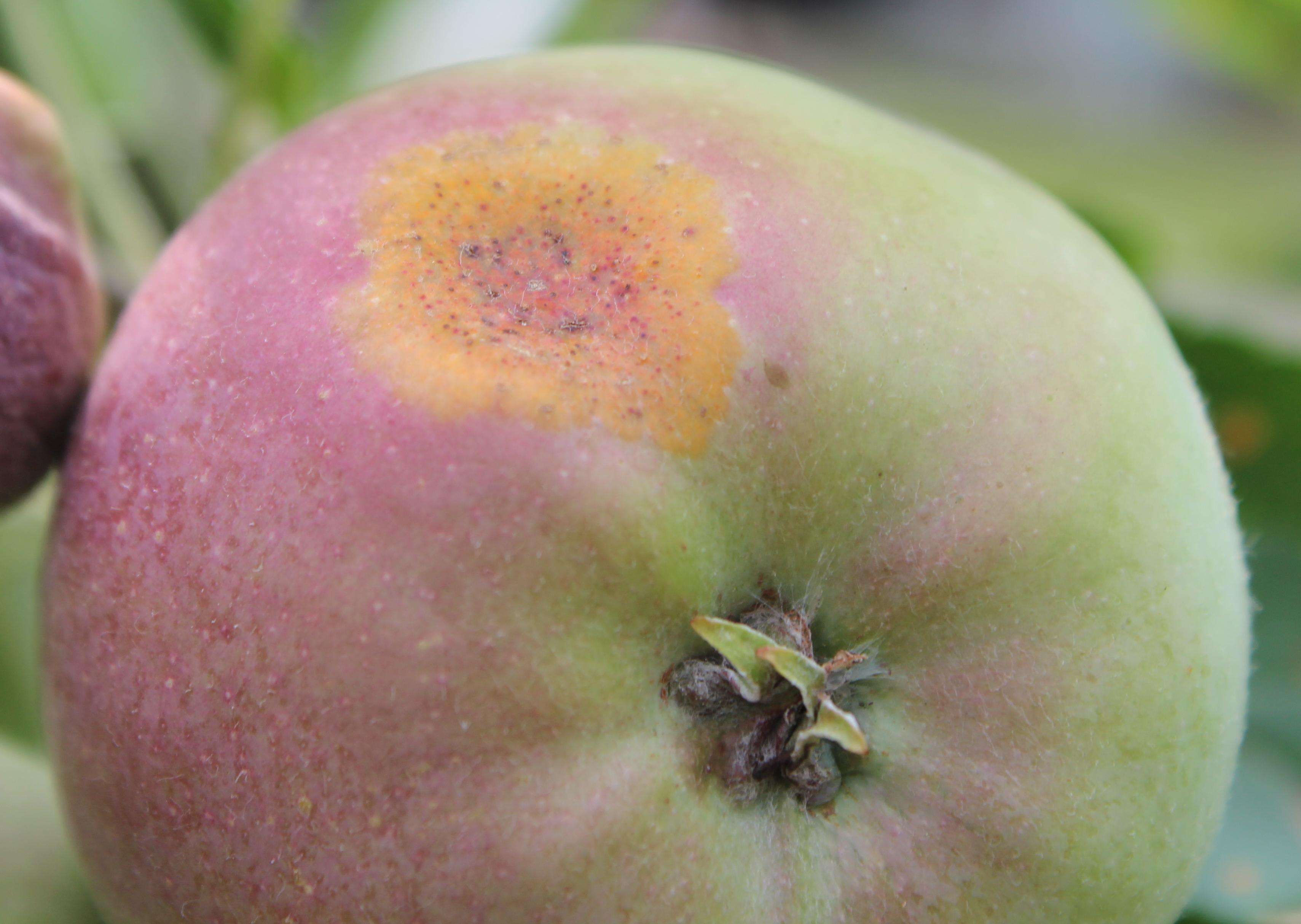 Cedar-apple rust on fruit (Gauthier, UKY)