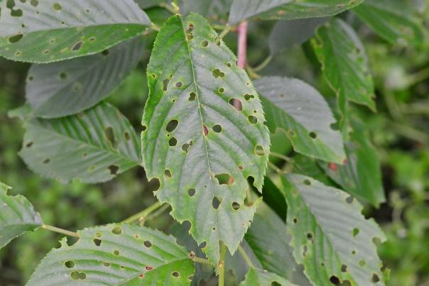 Cherry leaf spot shot-hole symptoms. 