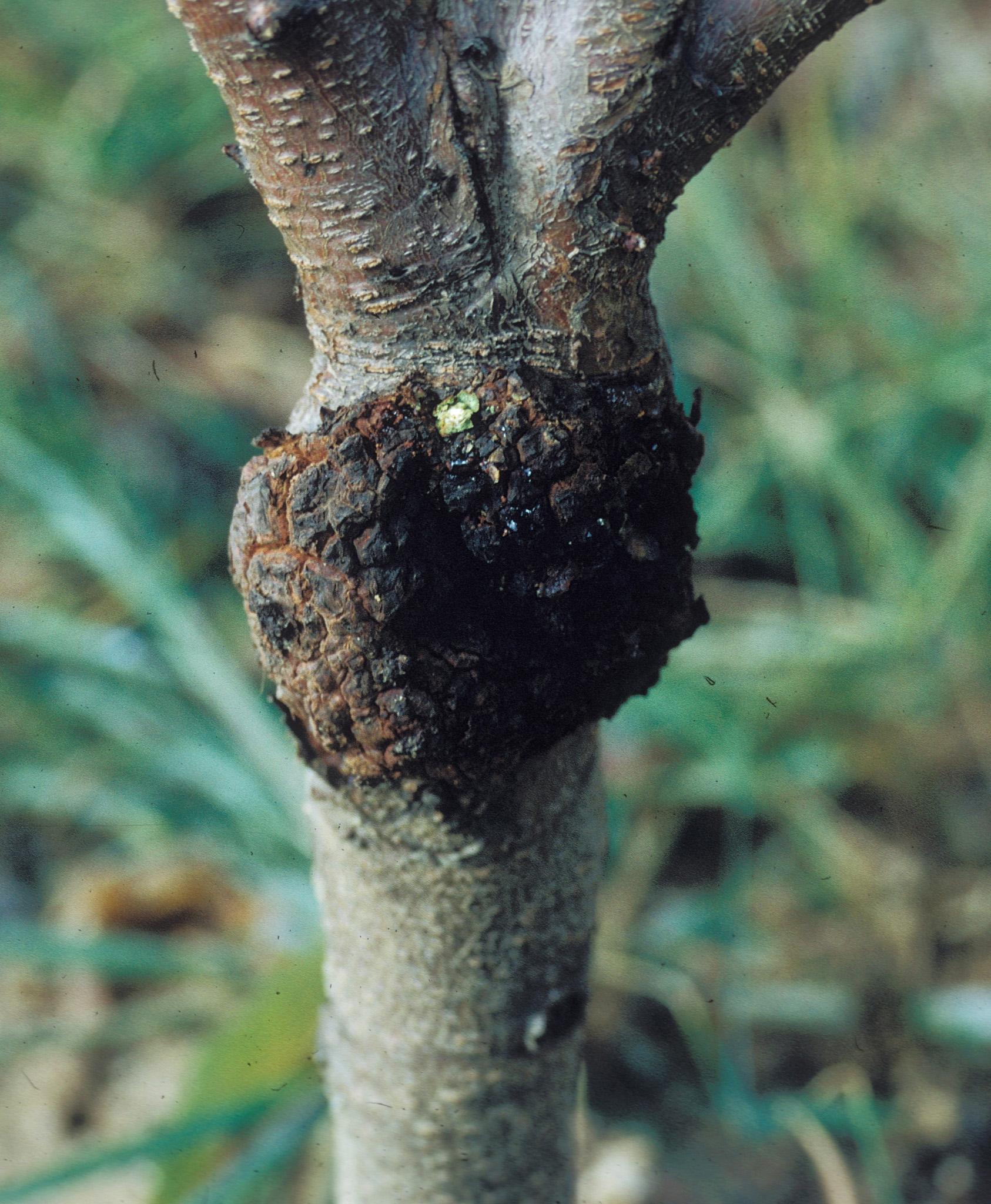 Crown gall. 