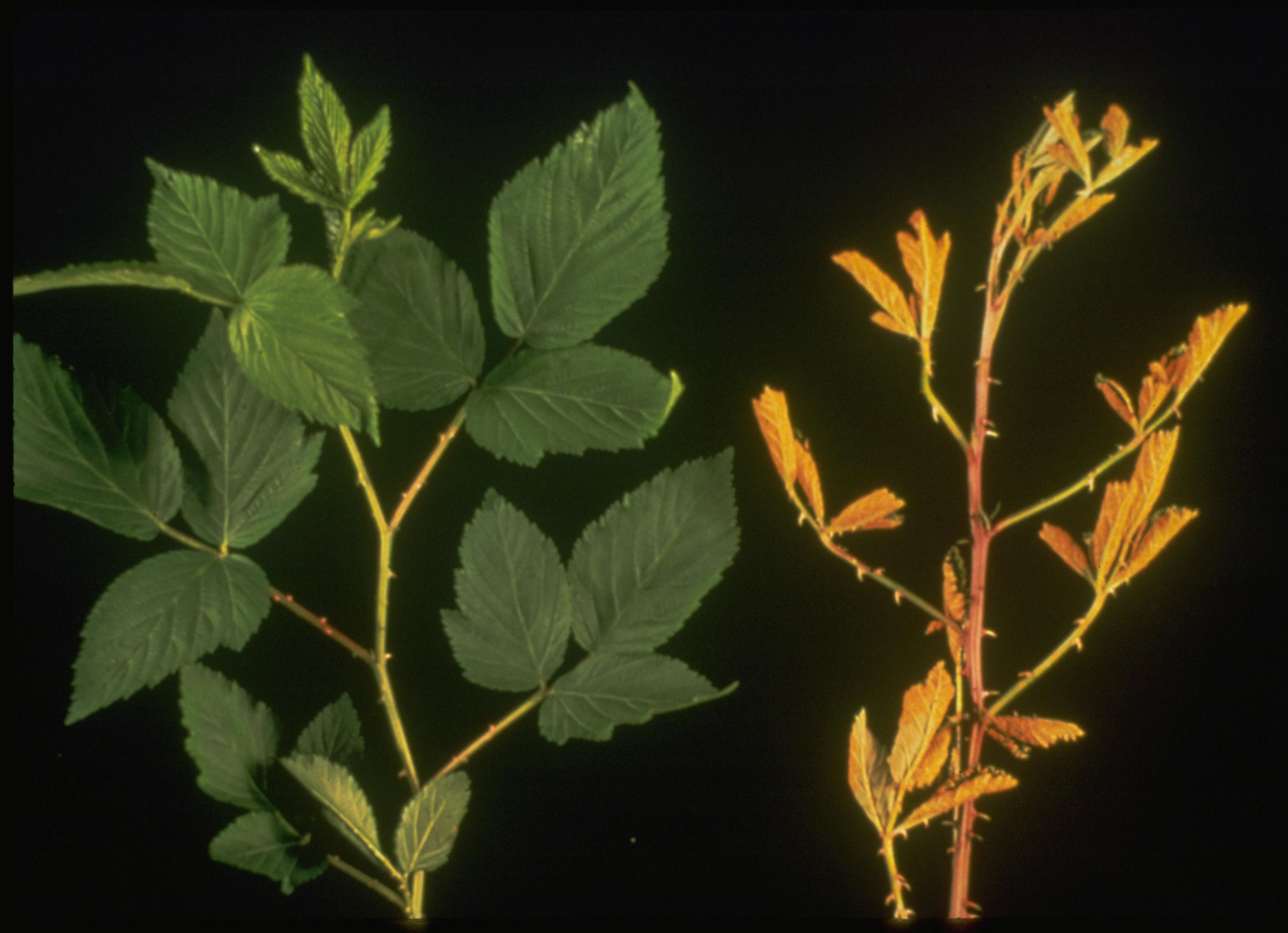 Orange rust (right) infected shoot compared to healthy (left). 