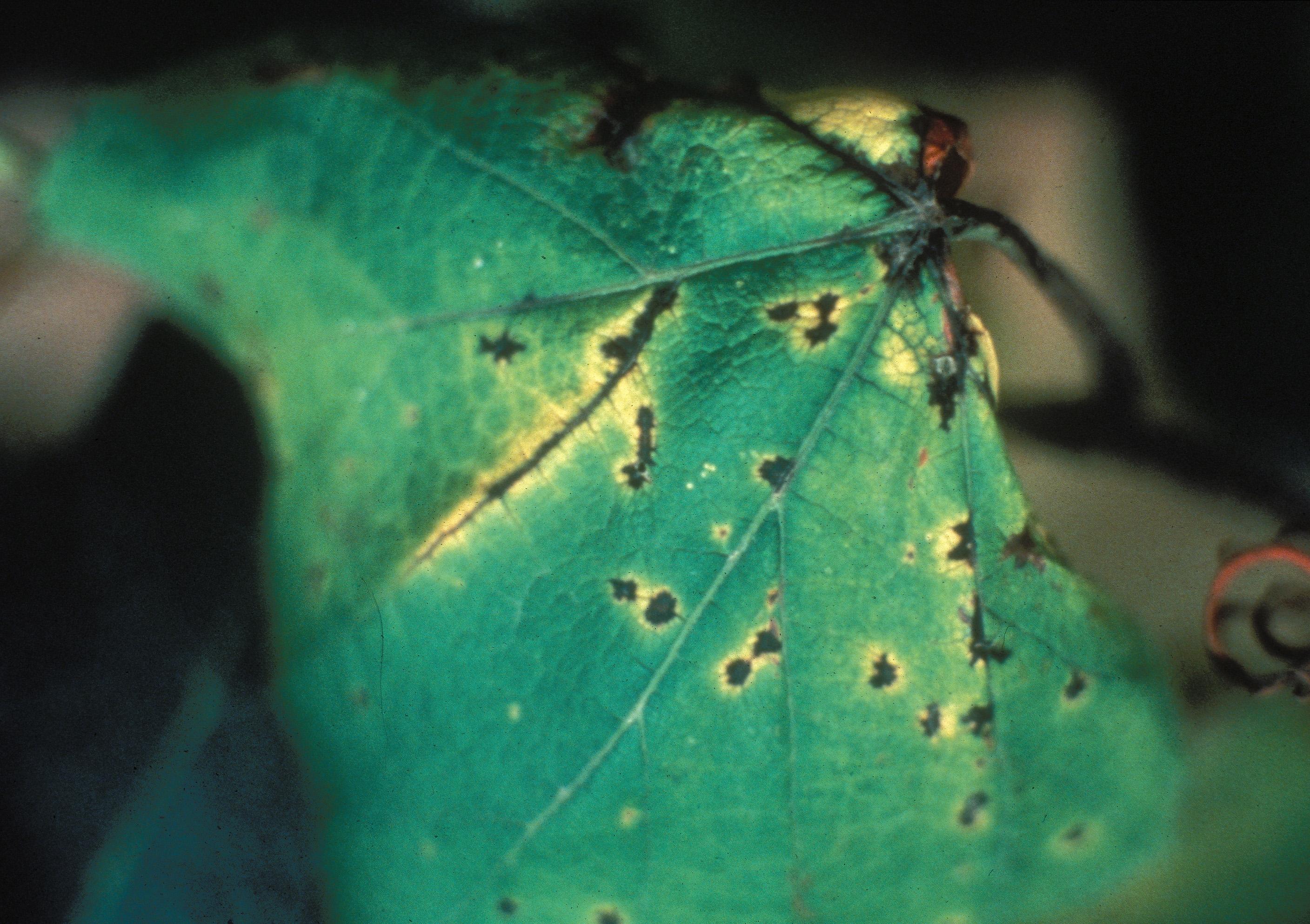Phomopsis cane and rachis rot (Photo: University of Georgia, Bugwood.org)