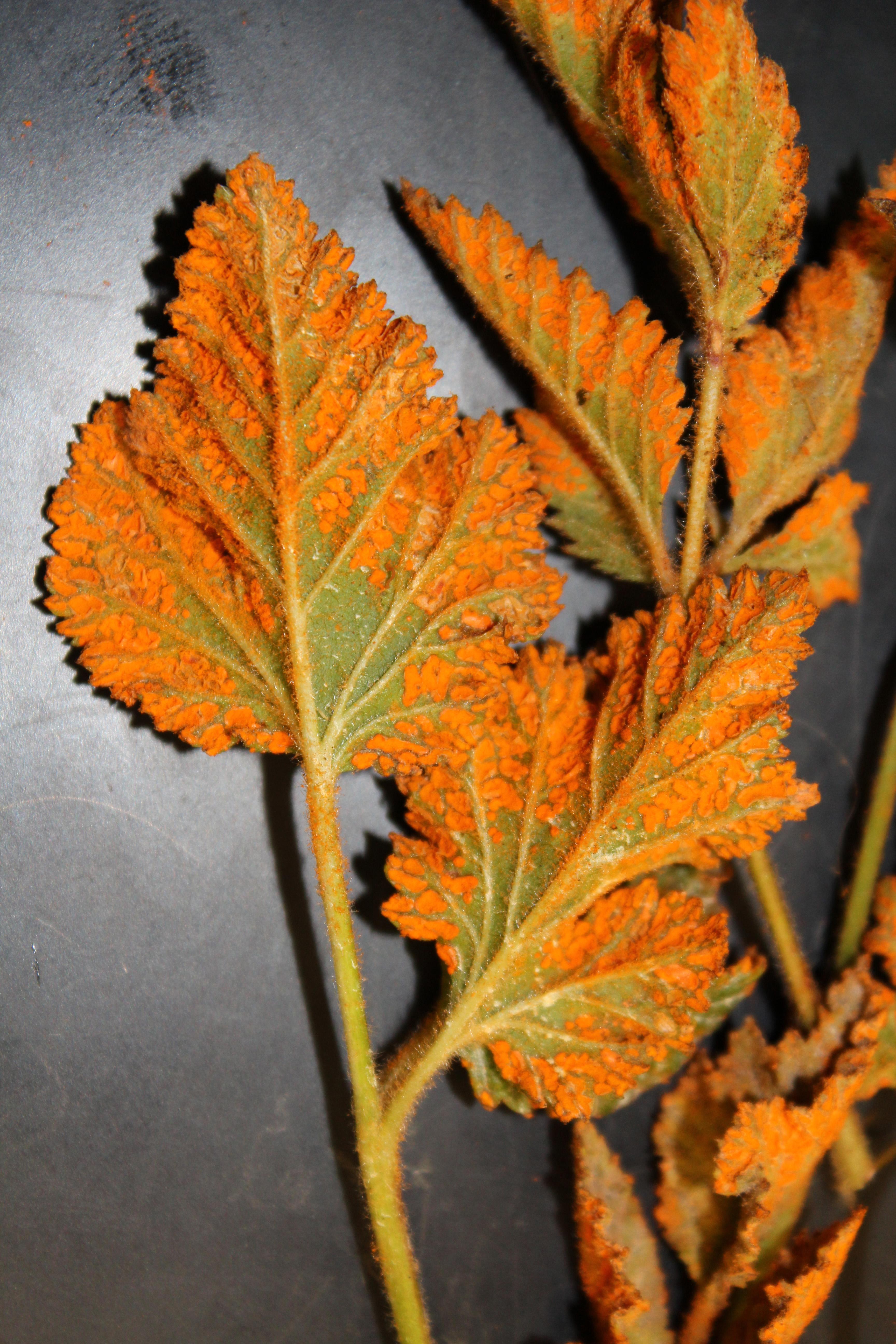 Orange rust pustules on the undersides of blackberry leaves. 