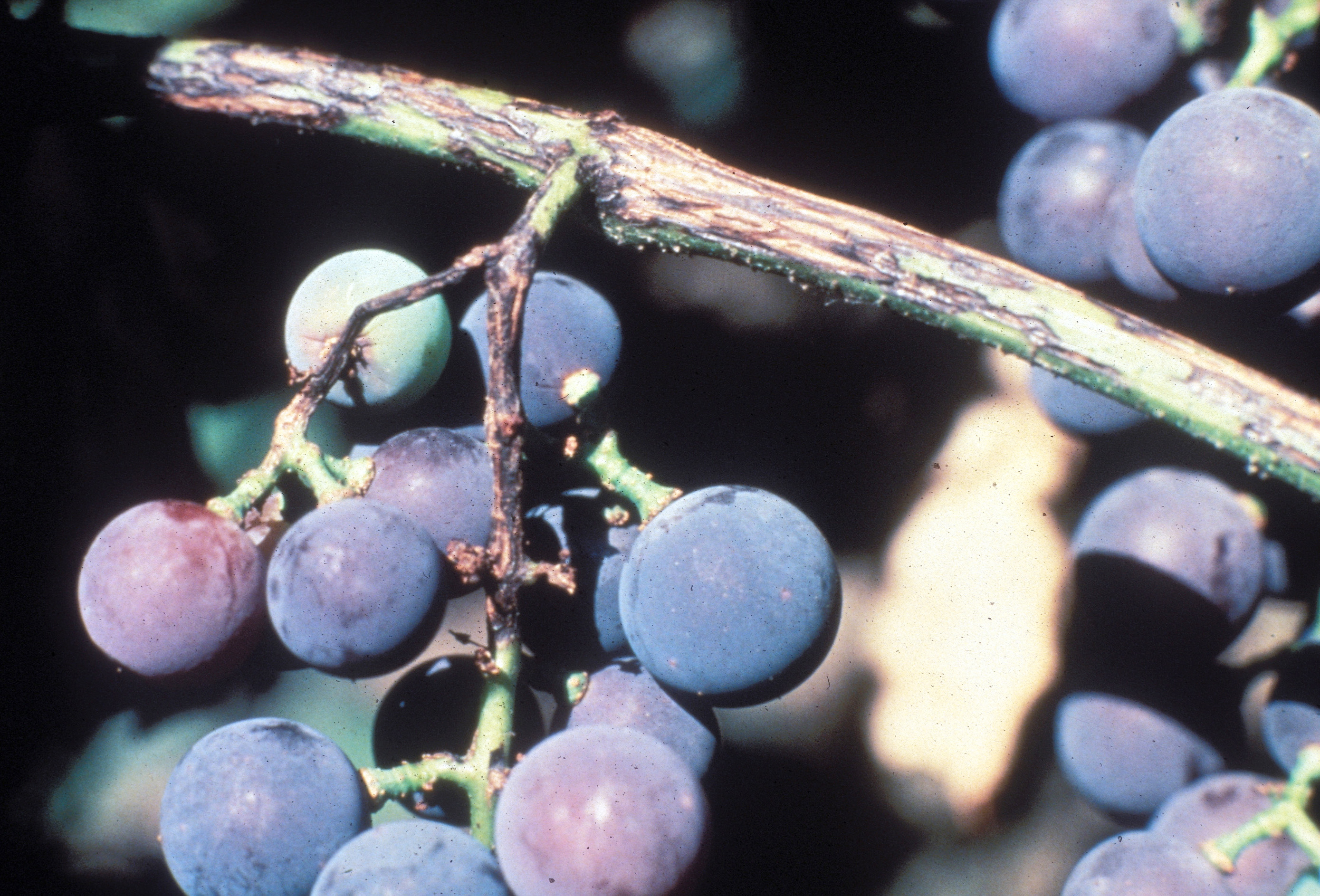 Phomopsis lesions on vine and rachis. 