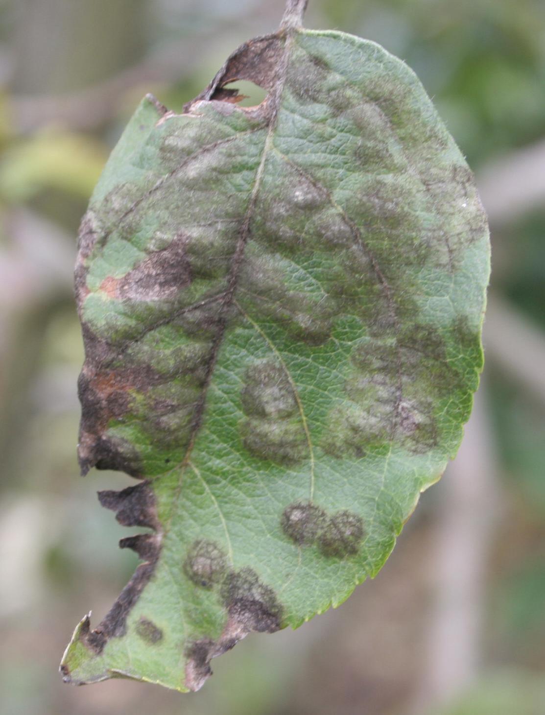 Advanced stage of apple scab on foliage (Strang, UKY)