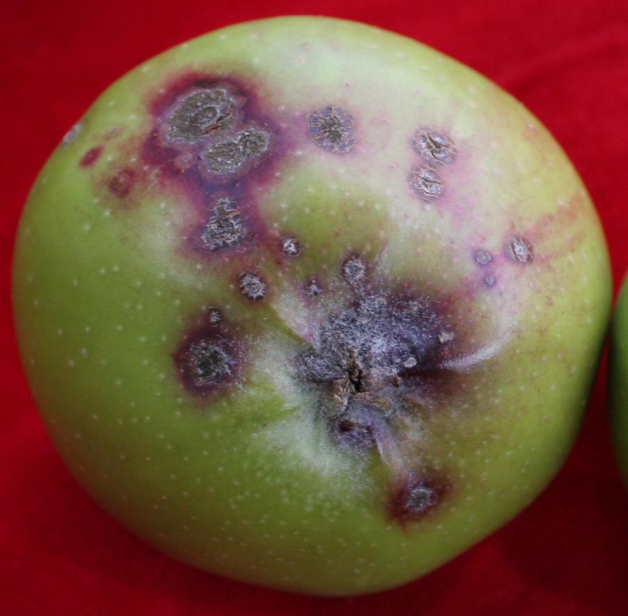 Apple scab fruit lesions (Strang, UKY)