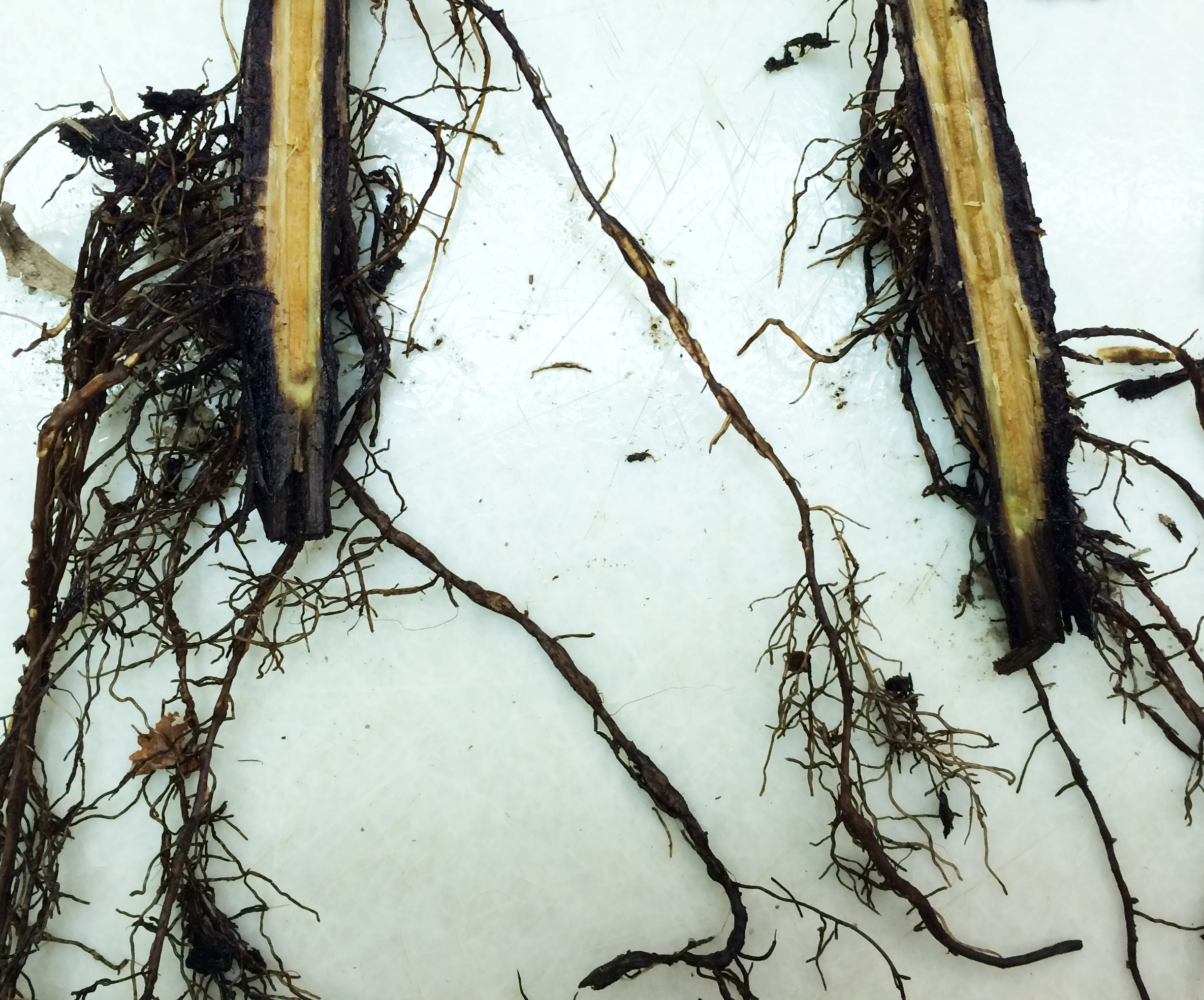 Phytophthora crown and root rot symptoms. 