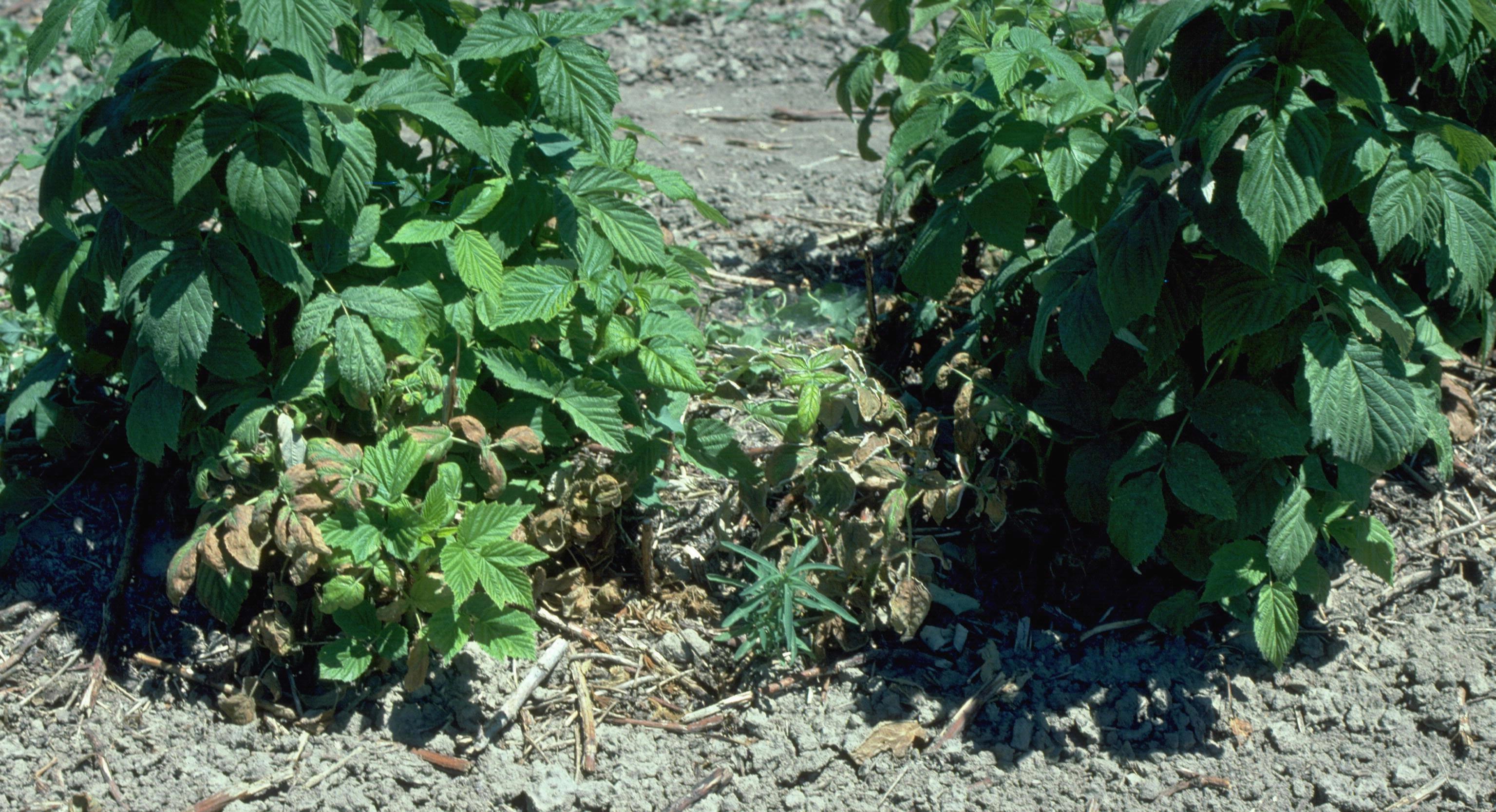 Phytophthora root and crown rot symptomatic plants. 