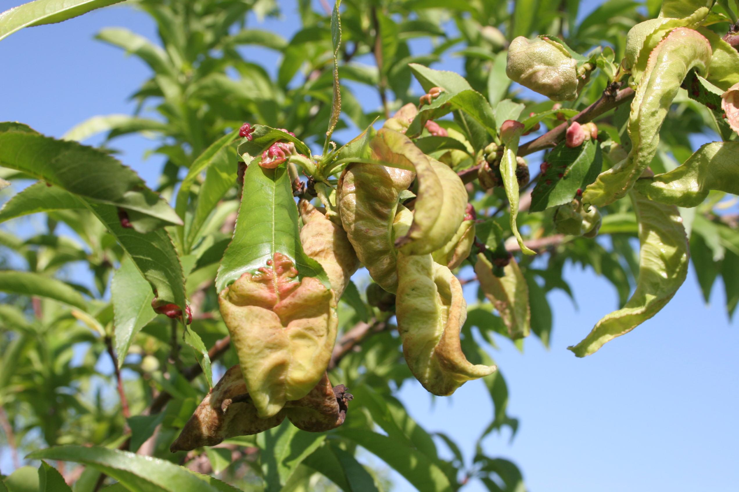 Peach leaf curl. 