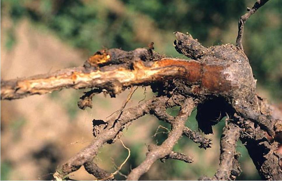 Infected roots with characteristic red discoloration. 