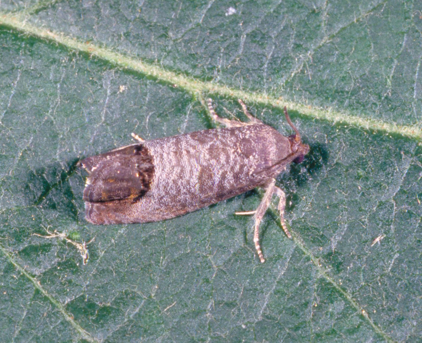 Codling moth adult (Bessin, UKY)