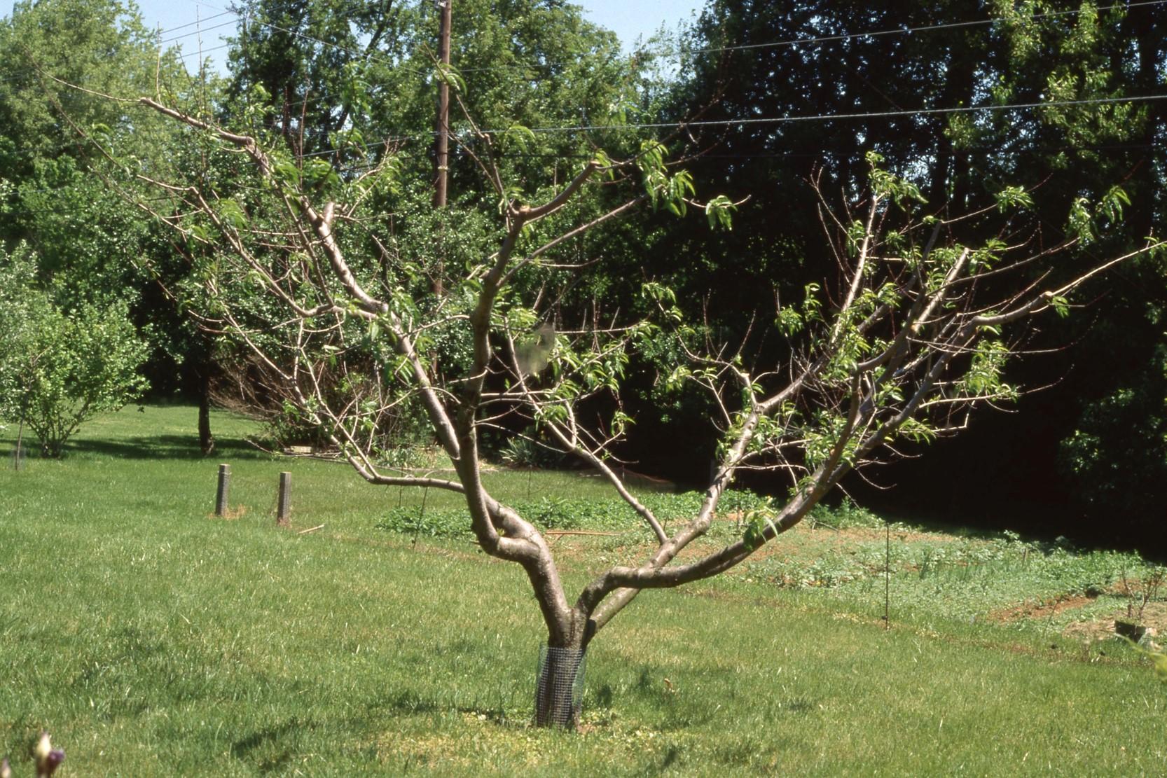 Winter injured peach tree with dead branches and weak growth. 