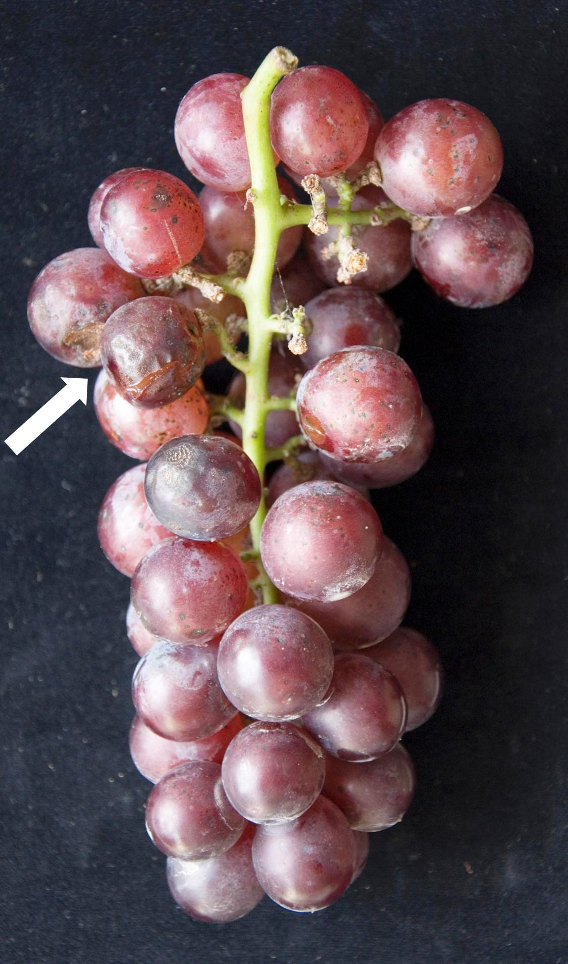 Ripe Rot of Grapes | Scouting Guide for Problems of Fruit