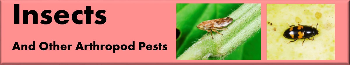 Insects and other arthropod pests