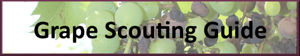 Grape Scouting Guide