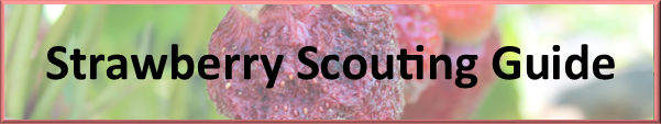 Strawberry Scouting Guide